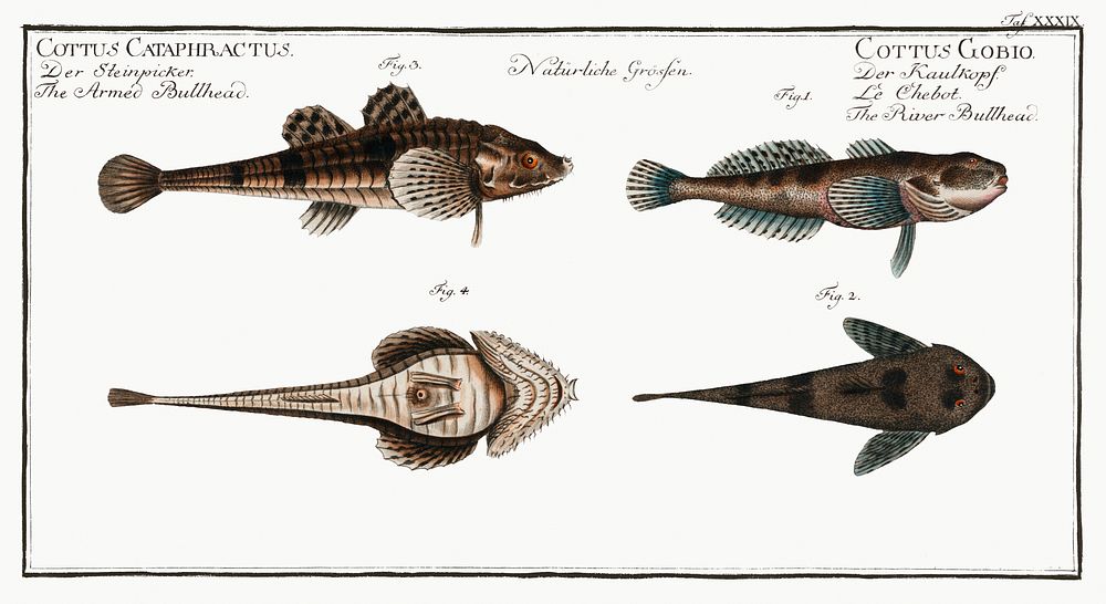 1. 2. River Bullhead (Cottus Gobio) 3. 4. Armed Bullhead (Cottus Cataphractus) from Ichtylogie, ou Histoire naturelle:…