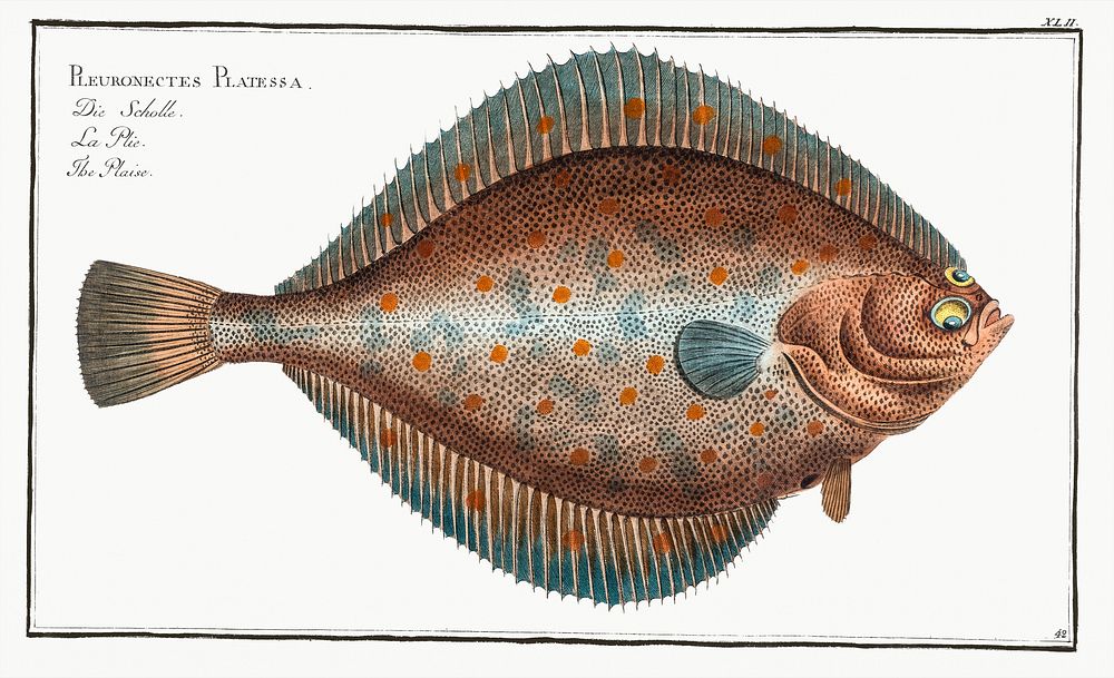 Plaise (Pleuronectes Platessa) from Ichtylogie, ou Histoire naturelle: g&eacute;nerale et particuli&eacute;re des poissons…