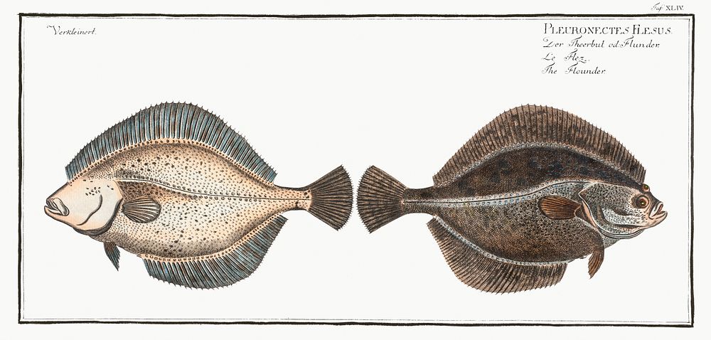 Flounder (Pleuronectes Flesus) from Ichtylogie, ou Histoire naturelle: g&eacute;nerale et particuli&eacute;re des poissons…