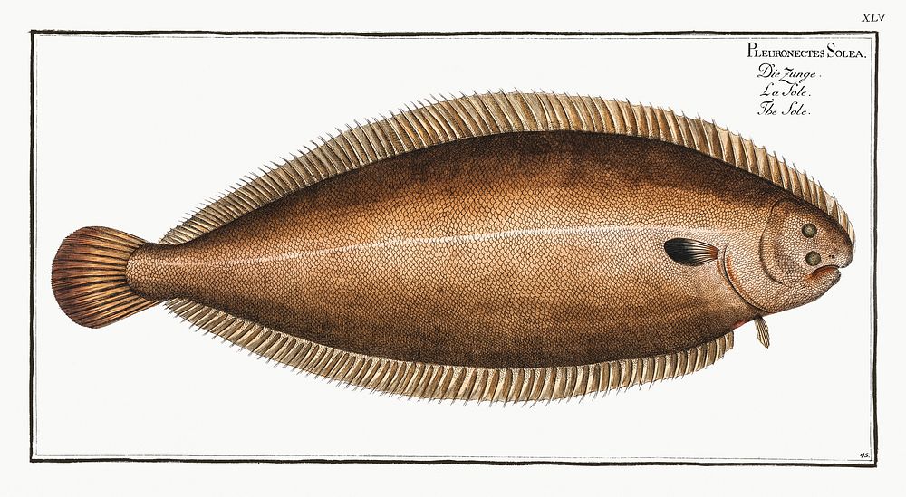 Sole (Pleuronectes Solea) from Ichtylogie, ou Histoire naturelle: g&eacute;nerale et particuli&eacute;re des poissons…