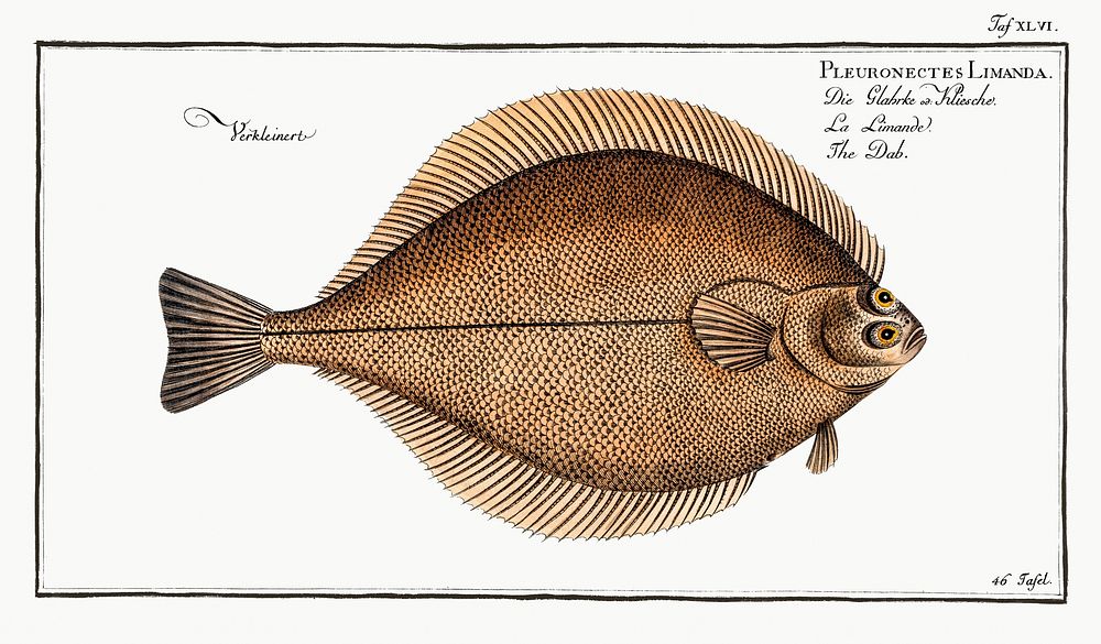 Dab (Pleuronectes Limanda) from Ichtylogie, ou Histoire naturelle: g&eacute;nerale et particuli&eacute;re des poissons…