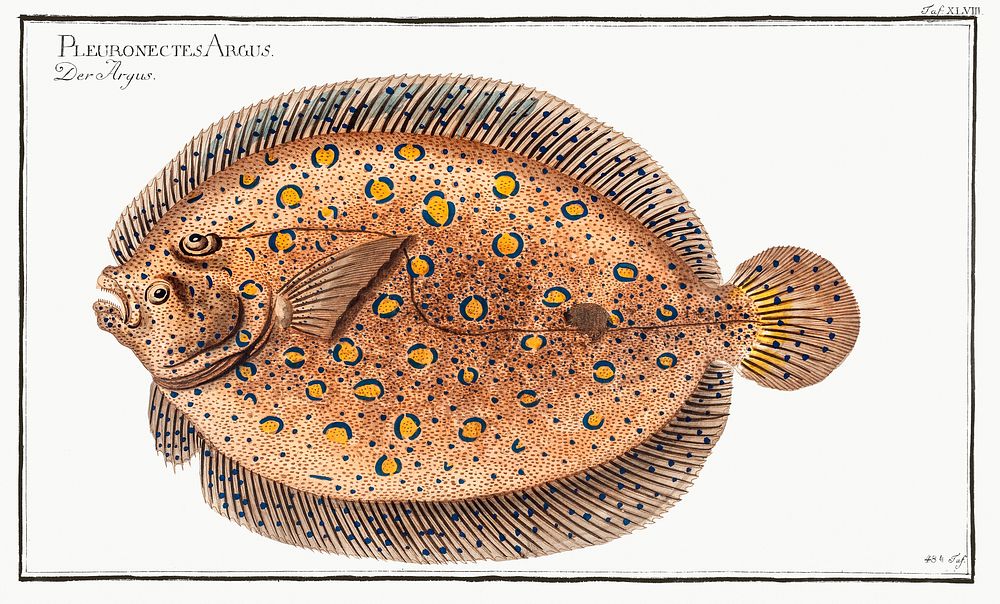 Argus-Flounder (Pleuronectes Argus) from Ichtylogie, ou Histoire naturelle: g&eacute;nerale et particuli&eacute;re des…