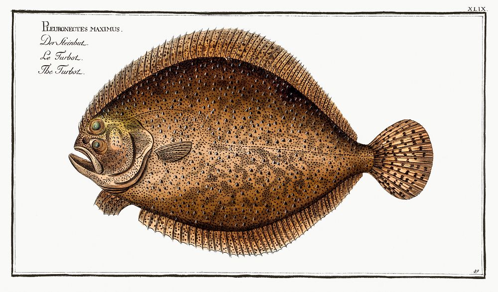 Turbot (Pleuronectes maximus) from Ichtylogie, ou Histoire naturelle: g&eacute;nerale et particuli&eacute;re des poissons…