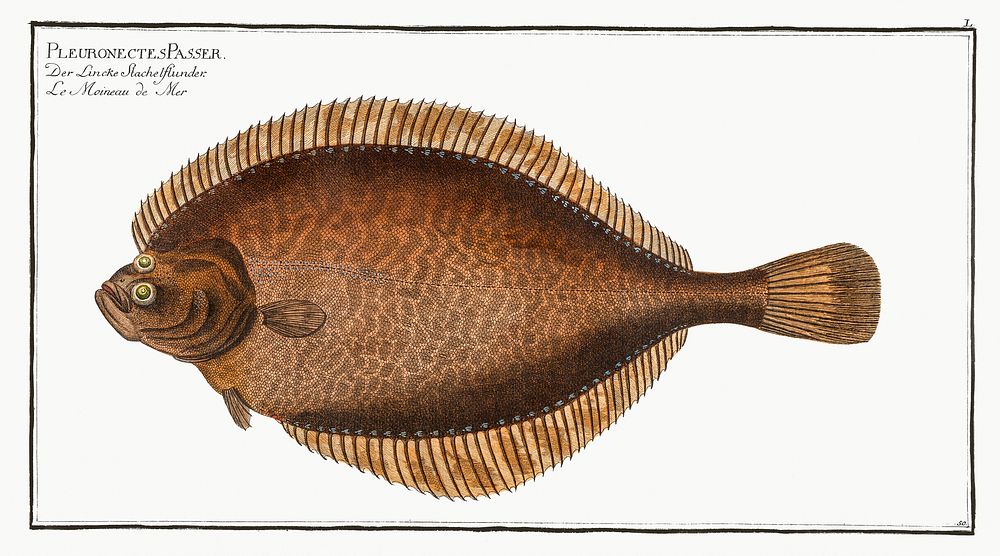 Left-Flounder (Pleuronectes Passser) from Ichtylogie, ou Histoire naturelle: g&eacute;nerale et particuli&eacute;re des…