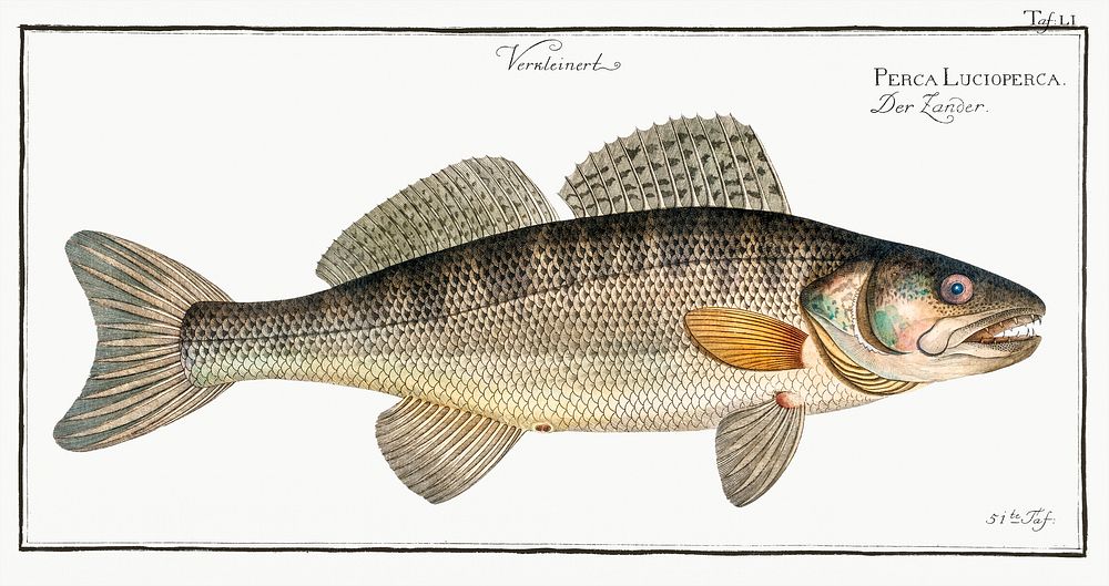 Picke-Perch (Perca Lucioperca) from Ichtylogie, ou Histoire naturelle: g&eacute;nerale et particuli&eacute;re des poissons…