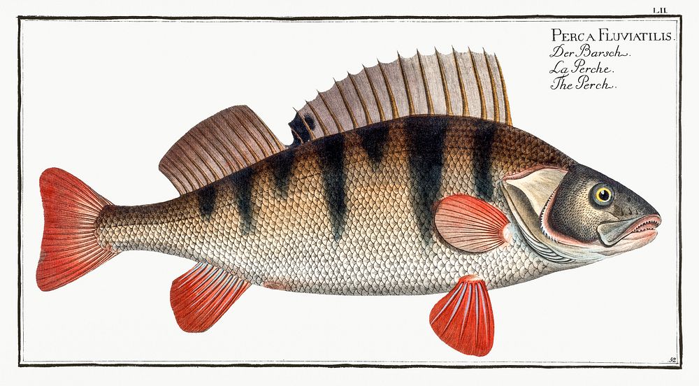 Perch (Perca Fluviatilis) from Ichtylogie, ou Histoire naturelle: g&eacute;nerale et particuli&eacute;re des poissons…