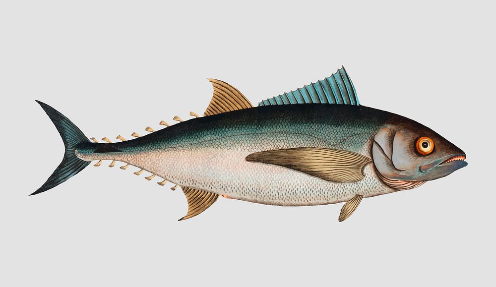 Vintage Tunny fish vector