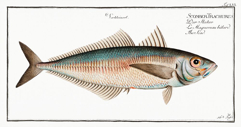 Scad (Scomber Trachurus) from Ichtylogie, ou Histoire naturelle: g&eacute;nerale et particuli&eacute;re des poissons…