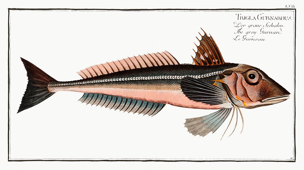 Grey Gurnard (Trigla Gurnardus) from Ichtylogie, ou Histoire naturelle: g&eacute;nerale et particuli&eacute;re des poissons…