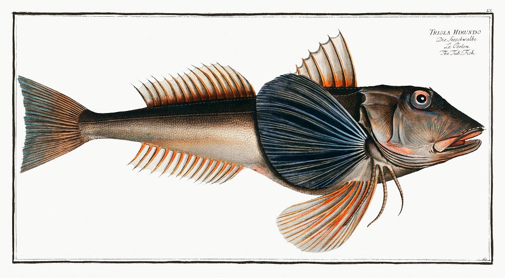 Tub-Fish (Trigla Hirundo) from Ichtylogie, ou Histoire naturelle: g&eacute;nerale et particuli&eacute;re des poissons…