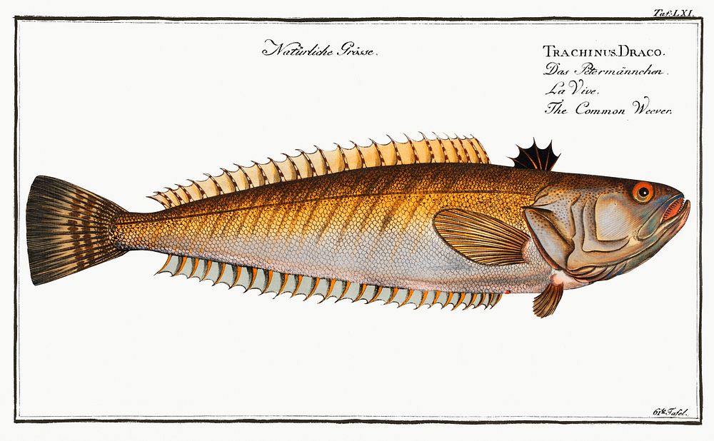 Weever (Trachinus Draco) from Ichtylogie, ou Histoire naturelle: g&eacute;nerale et particuli&eacute;re des poissons…