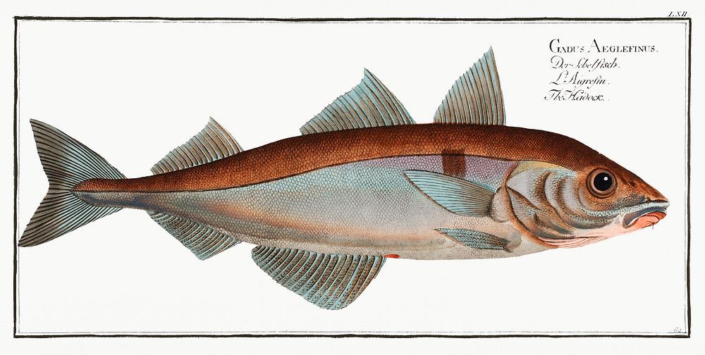 Hadock (Gadus Aeglefinus) from Ichtylogie, ou Histoire naturelle: g&eacute;nerale et particuli&eacute;re des poissons…