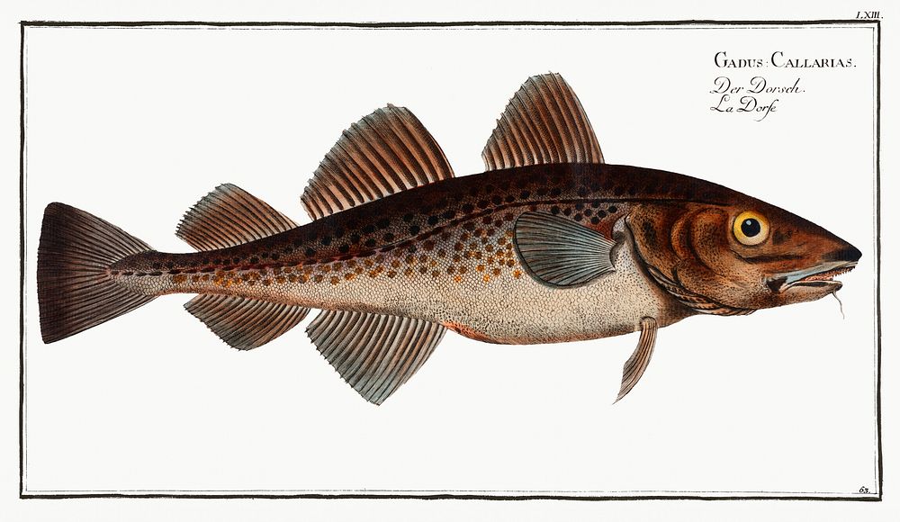 Dorsh (Gadus Callarias) from Ichtylogie, ou Histoire naturelle: g&eacute;nerale et particuli&eacute;re des poissons…