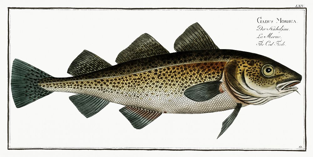 Cod Fish (Gadus Morhua) from Ichtylogie, ou Histoire naturelle: g&eacute;nerale et particuli&eacute;re des poissons…