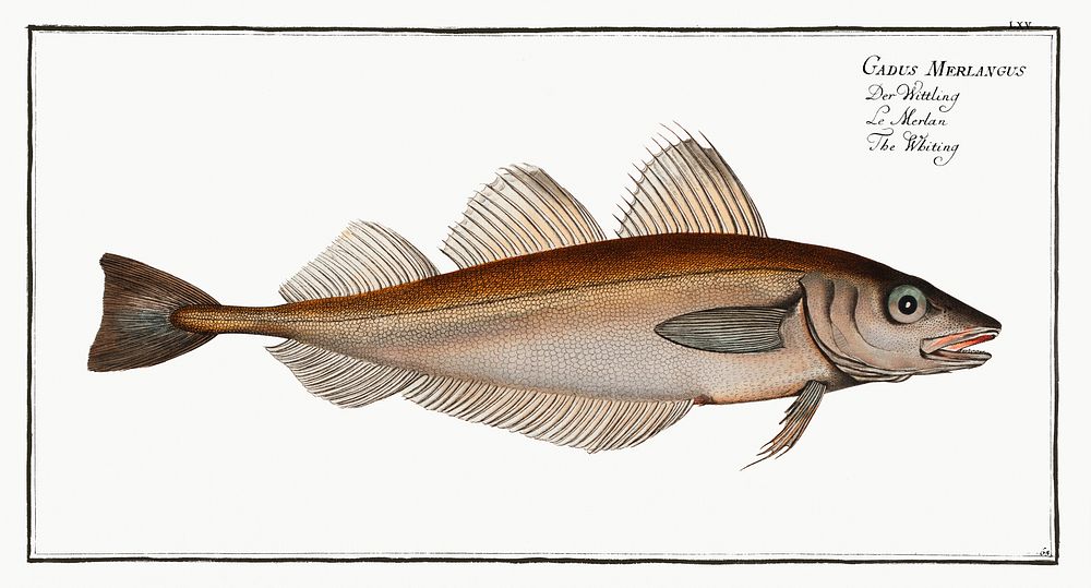 Whiting (Gadus Merlangus) from Ichtylogie, ou Histoire naturelle: g&eacute;nerale et particuli&eacute;re des poissons…