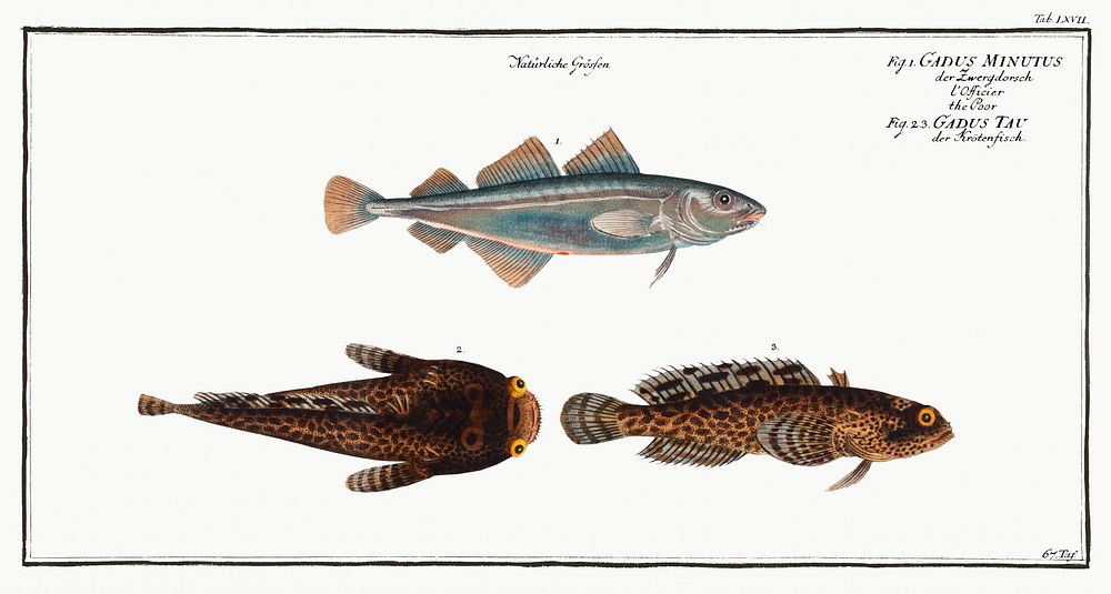 1. Poor (Gadus Minutus) 2. 3. Toald-Fish (Gadus Tau) from Ichtylogie, ou Histoire naturelle: g&eacute;nerale et…