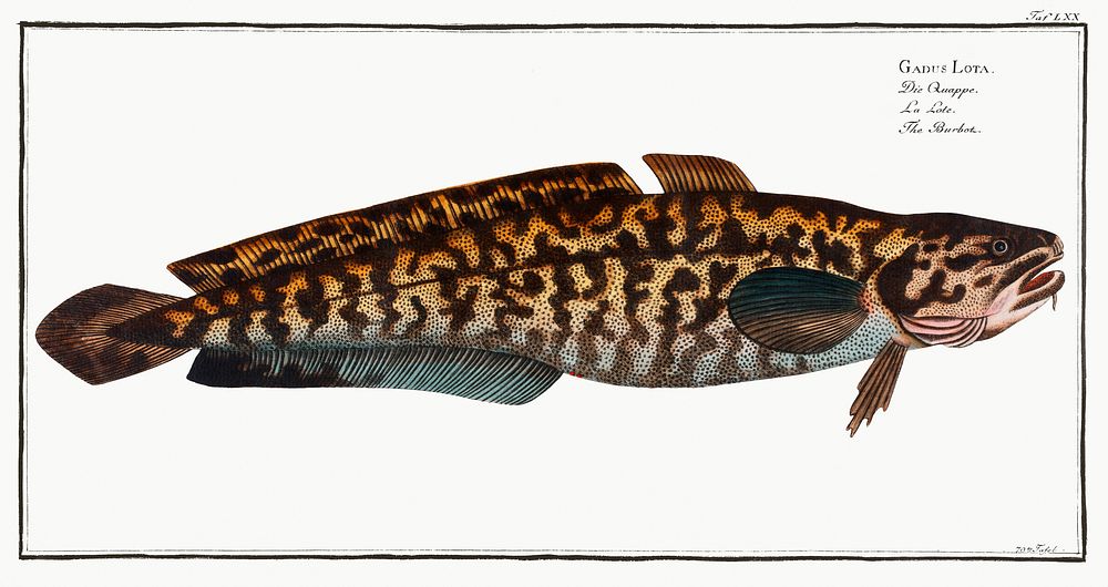 Burbot (Gadus Lota) from Ichtylogie, ou Histoire naturelle: g&eacute;nerale et particuli&eacute;re des poissons…