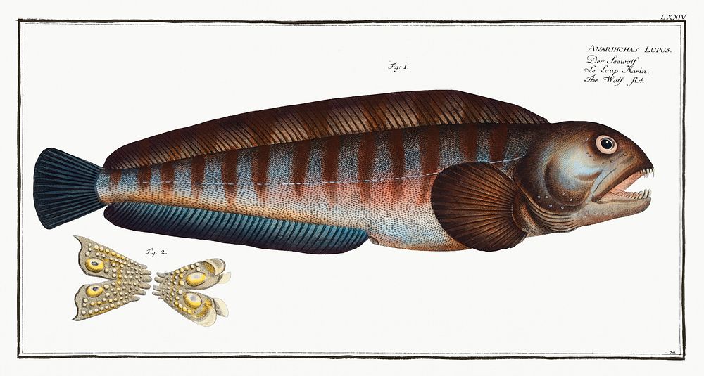 Wolf Fish (Anarihchas Lupus) from Ichtylogie, ou Histoire naturelle: g&eacute;nerale et particuli&eacute;re des poissons…