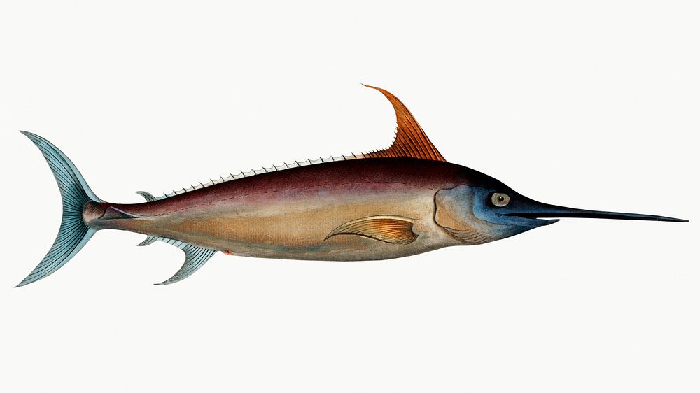 Vintage illustration of Sword Fish (Xiphias Gladius)