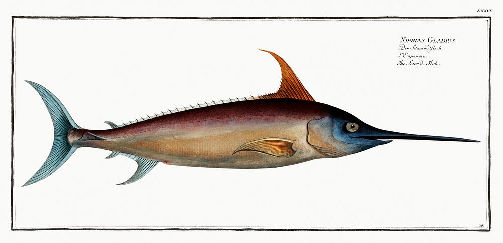 Sword Fish (Xiphias Gladius) from Ichtylogie, ou Histoire naturelle: g&eacute;nerale et particuli&eacute;re des poissons…