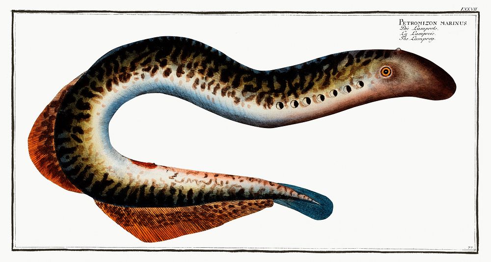 Lamprey (Petromizon marinus) from Ichtylogie, ou Histoire naturelle: g&eacute;nerale et particuli&eacute;re des poissons…