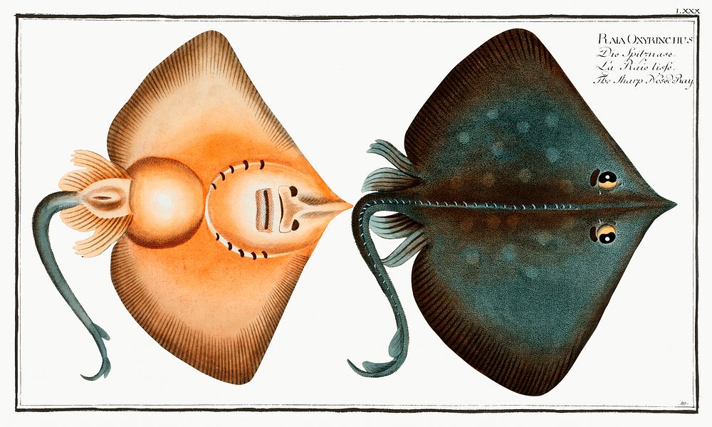 Sharp Nosed-Ray (Raja Oxyrinchus) from Ichtylogie, ou Histoire naturelle: g&eacute;nerale et particuli&eacute;re des…