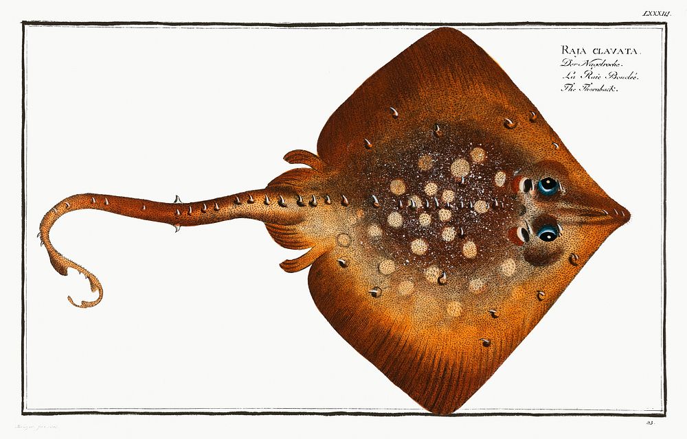 Thornback (Raja clavata) from Ichtylogie, ou Histoire naturelle: g&eacute;nerale et particuli&eacute;re des poissons…