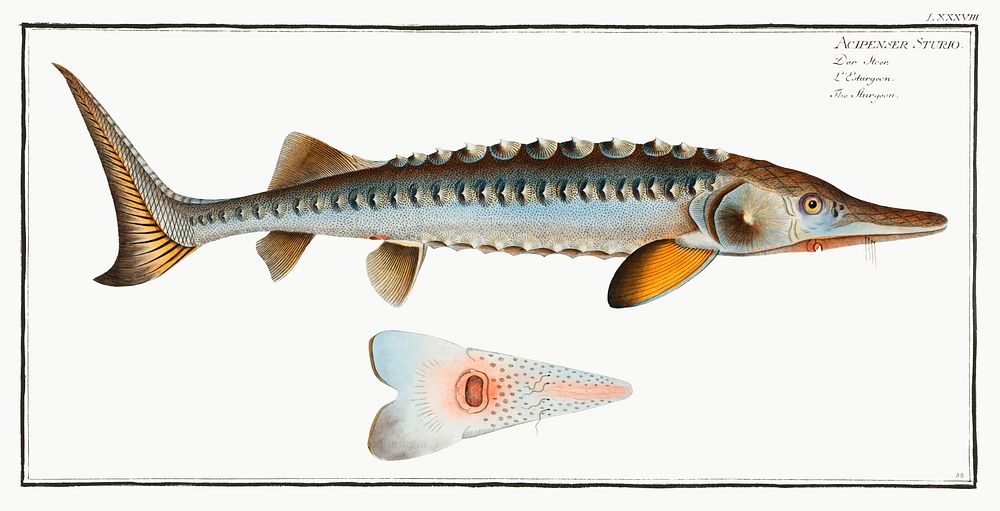 Sturgeon (Acipencer Sturio) from Ichtylogie, ou Histoire naturelle: g&eacute;nerale et particuli&eacute;re des poissons…