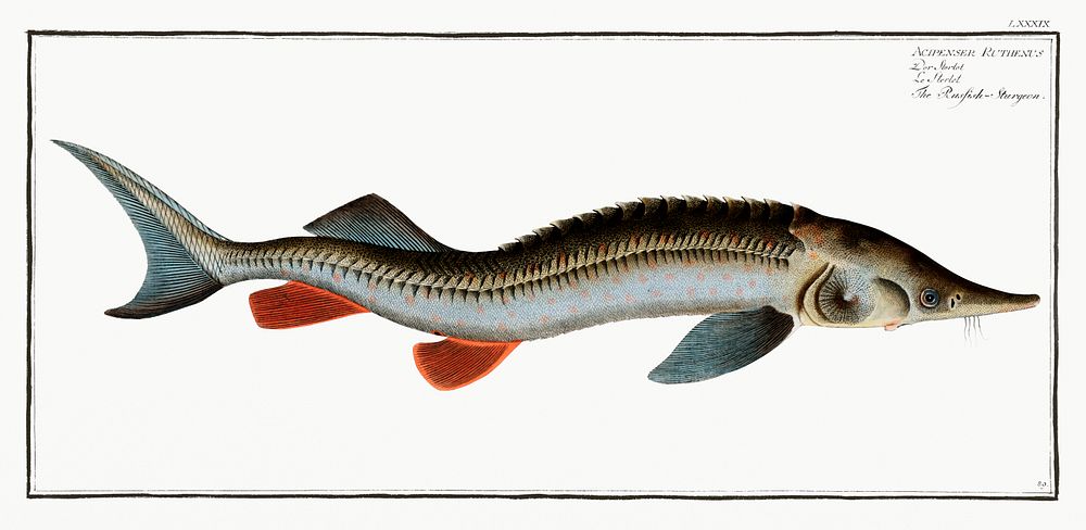 Rusfish-Sturgeon (Acipenser Ruthenus) from Ichtylogie, ou Histoire naturelle: g&eacute;nerale et particuli&eacute;re des…