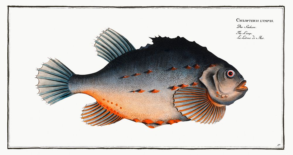 Lump (Cycloterus lumpus) from Ichtylogie, ou Histoire naturelle: g&eacute;nerale et particuli&eacute;re des poissons…
