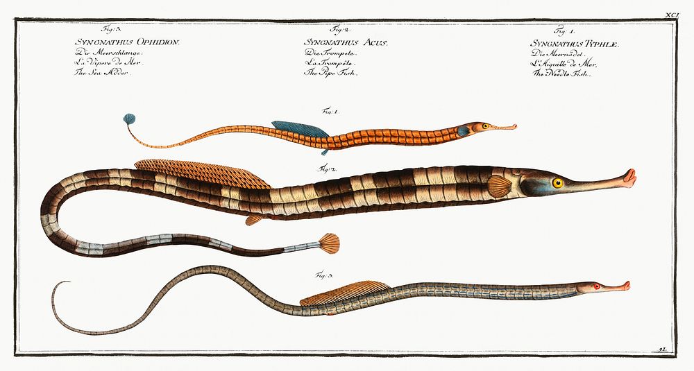 1. Neelde FIsh (Syngnathus Typhle) 2. Pipe Fish (Syngnathus Acus) 3. Sea Adder (Syngnathus Ophidion) from Ichtylogie, ou…