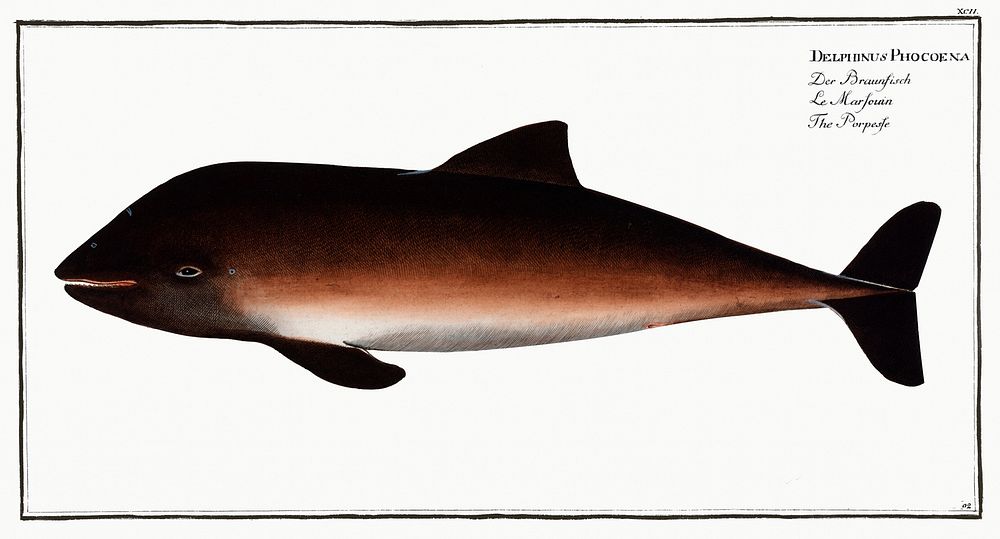 Porpesse (Delphinus Phocoena) from Ichtylogie, ou Histoire naturelle: g&eacute;nerale et particuli&eacute;re des poissons…