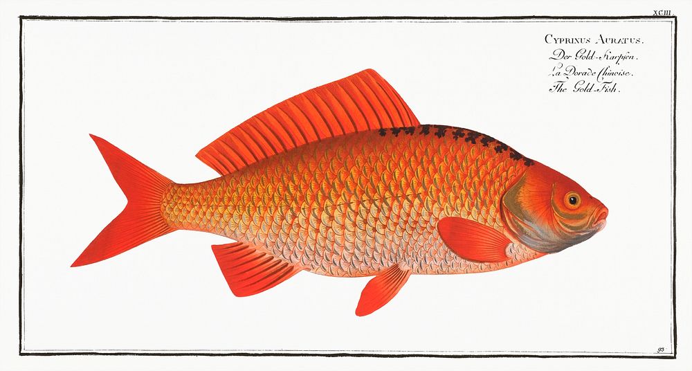 Gold-Fish (Cyprinus Auratus) from Ichtylogie, ou Histoire naturelle: g&eacute;nerale et particuli&eacute;re des poissons…