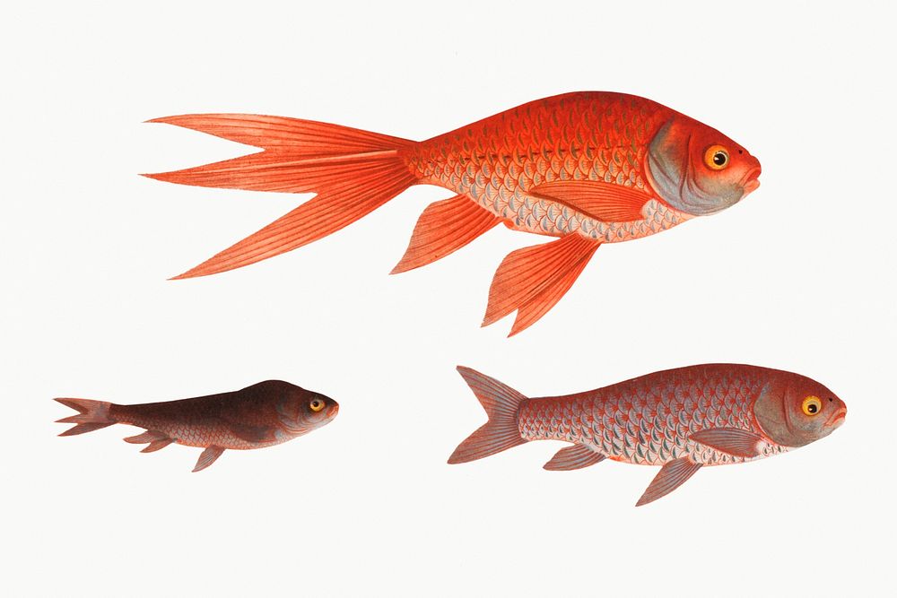 Vintage illustration of Gold-Fish (Cyprinus Auratus)