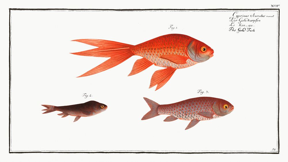 Gold-Fish (Cyprinus Auratus) from Ichtylogie, ou Histoire naturelle: g&eacute;nerale et particuli&eacute;re des poissons…