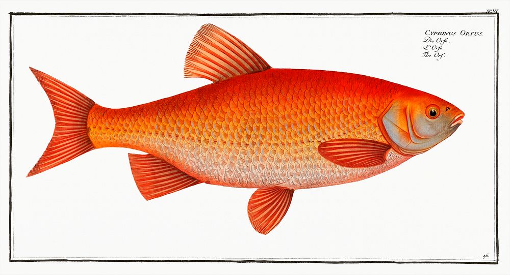 Orf (Cyprnus Orfus) from Ichtylogie, ou Histoire naturelle: g&eacute;nerale et particuli&eacute;re des poissons…