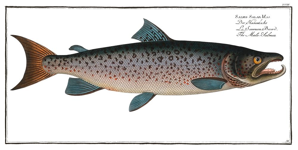 Male-Salmon (Salmo Salar Mas) from Ichtylogie, ou Histoire naturelle: g&eacute;nerale et particuli&eacute;re des poissons…
