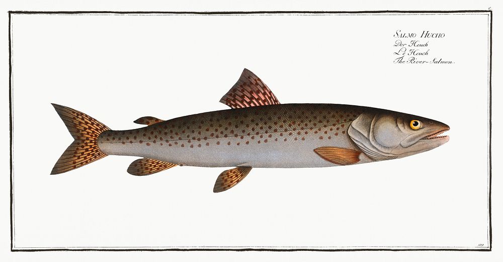 River-Salmon (Salmo Hucho) from Ichtylogie, ou Histoire naturelle: g&eacute;nerale et particuli&eacute;re des poissons…