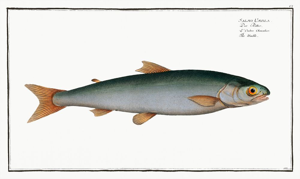 Umble (Salmo Umbla) from Ichtylogie, ou Histoire naturelle: g&eacute;nerale et particuli&eacute;re des poissons…