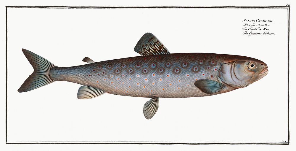 Goeden's Salmon (Salmo Goedenii) from Ichtylogie, ou Histoire naturelle: g&eacute;nerale et particuli&eacute;re des poissons…