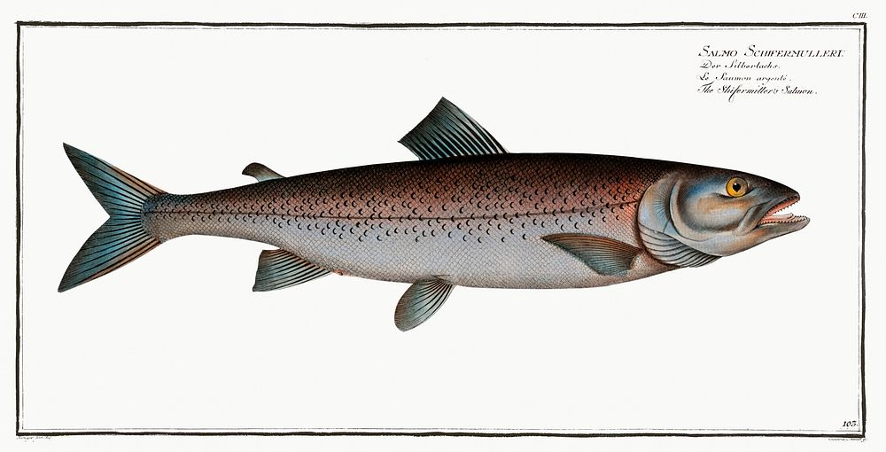 Schifermiller's Salmon (Salmo Schifermulleri) from Ichtylogie, ou Histoire naturelle: g&eacute;nerale et particuli&eacute;re…