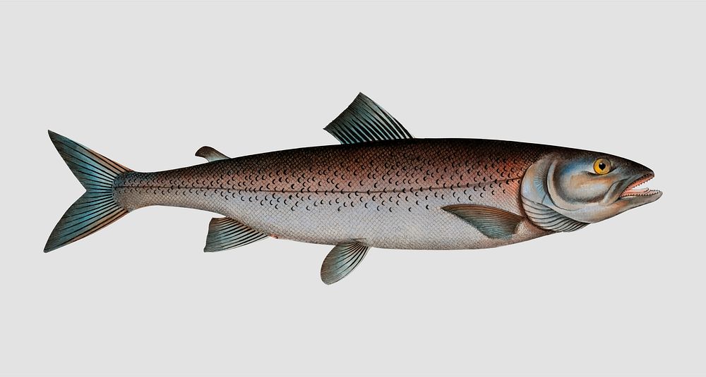 Vintage Schifermiller's Salmon fish vector