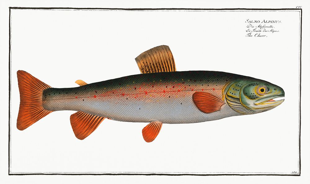 Charr (Salmo Alpinus) from Ichtylogie, ou Histoire naturelle: g&eacute;nerale et particuli&eacute;re des poissons…
