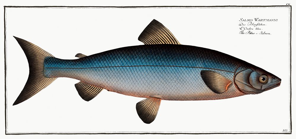 Blue-Salmon (Salmo Wartmanni) from Ichtylogie, ou Histoire naturelle: g&eacute;nerale et particuli&eacute;re des poissons…