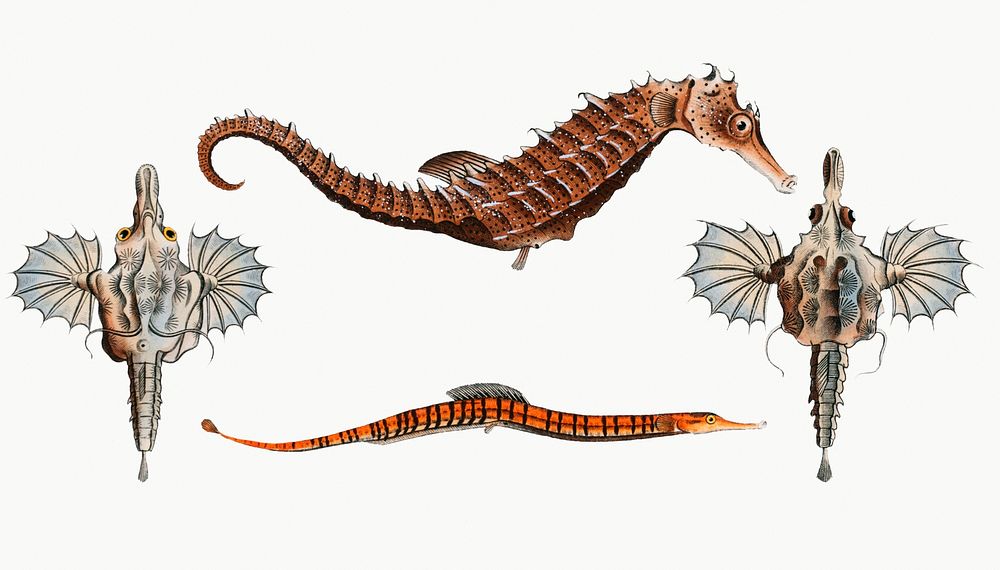 Vintage illustrations of Sea Dragon, Sea-Horse, and Sea-Pipe