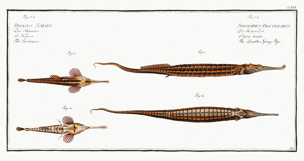 1. 2. Double-Spiny Pipe (Syngnathus Biaculeatus) 3. Swimmer (Pegasus Natans) from Ichtylogie, ou Histoire naturelle:…