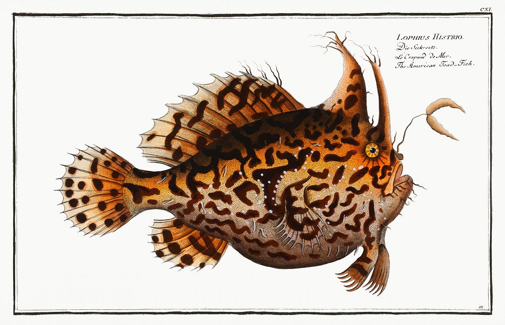 American Toad-Fish (Lophius Histrio) from Ichtylogie, ou Histoire naturelle: g&eacute;nerale et particuli&eacute;re des…