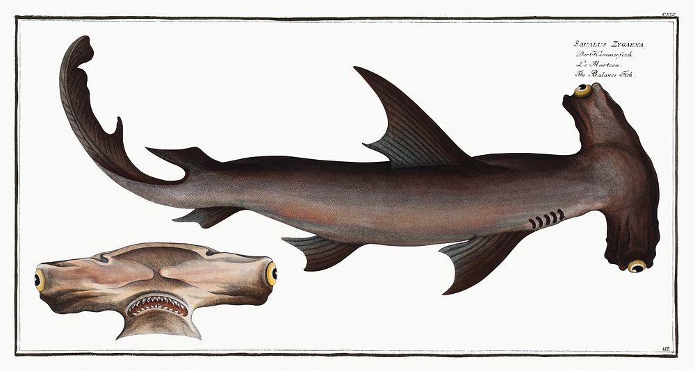 Balance Fish (Squalus Zygaena) from Ichtylogie, ou Histoire naturelle: g&eacute;nerale et particuli&eacute;re des poissons…