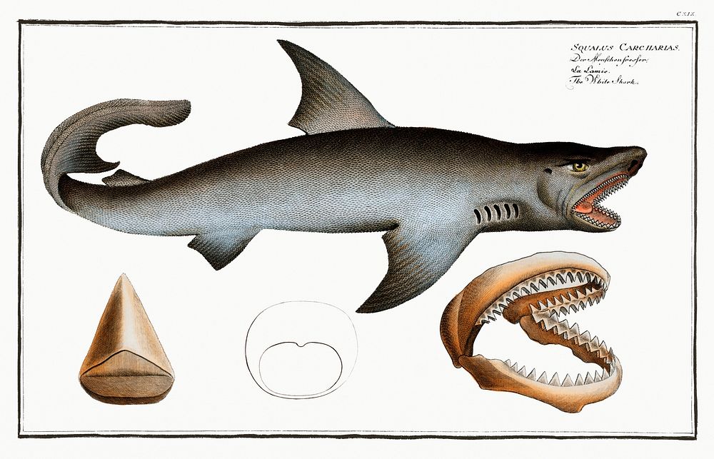 White Shark (Squalus Carcharias) from Ichtylogie, ou Histoire naturelle: g&eacute;nerale et particuli&eacute;re des poissons…