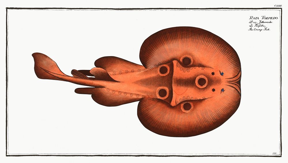 Cramp-Fish (Raja Torpedo) from Ichtylogie, ou Histoire naturelle: g&eacute;nerale et particuli&eacute;re des poissons…